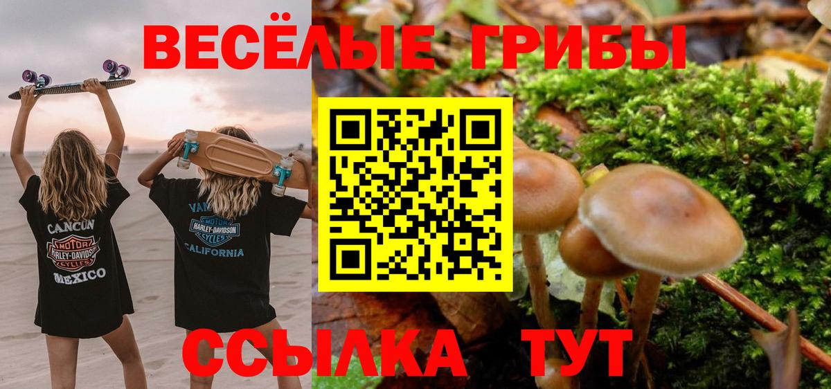 Галлюциногенные грибы Psilocybe Бердск